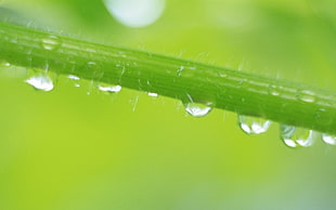 dewdrops on a green vine closeup photo HD wallpaper
