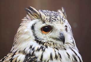 selective focus photo of black and white owl, rock eagle owl