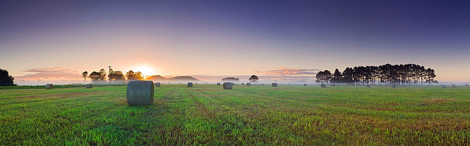 green grass field HD wallpaper