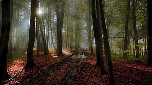green woods, nature, landscape, fall, mist HD wallpaper