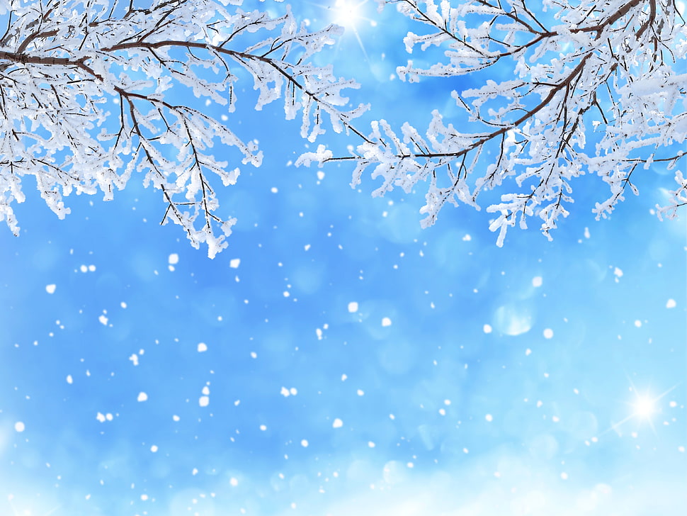 white leaves falling from trees HD wallpaper