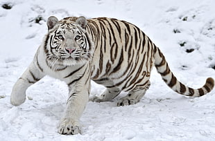 photo of albino tiger on snow HD wallpaper