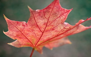 selective focus of red maple leaf