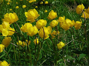 inclosed up photo of yellow flowers