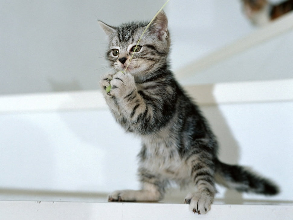 brown tabby kitten HD wallpaper