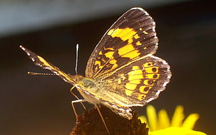 close up photography of yellow and black butterfly