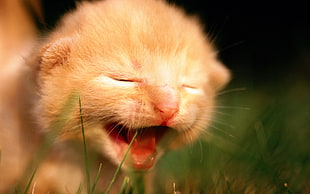 shallow photo of brown kitten yawning