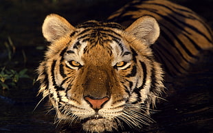 closeup photo of Bengal Tiger