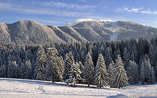 forest trees, landscape, forest, snow, mountains