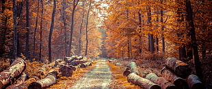 tree logs, log, fall, forest, road HD wallpaper