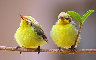 two yellow and black birds, animals, nature, birds