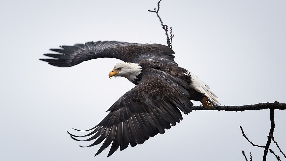 white bald eagle, animals, eagle, birds HD wallpaper