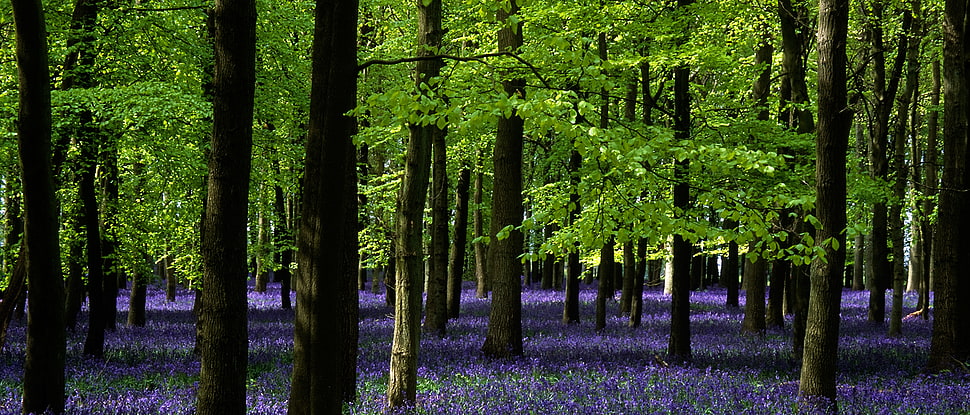 forest photograph, ashridge park, hertfordshire HD wallpaper