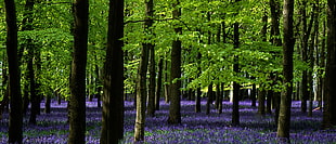 forest photograph, ashridge park, hertfordshire HD wallpaper
