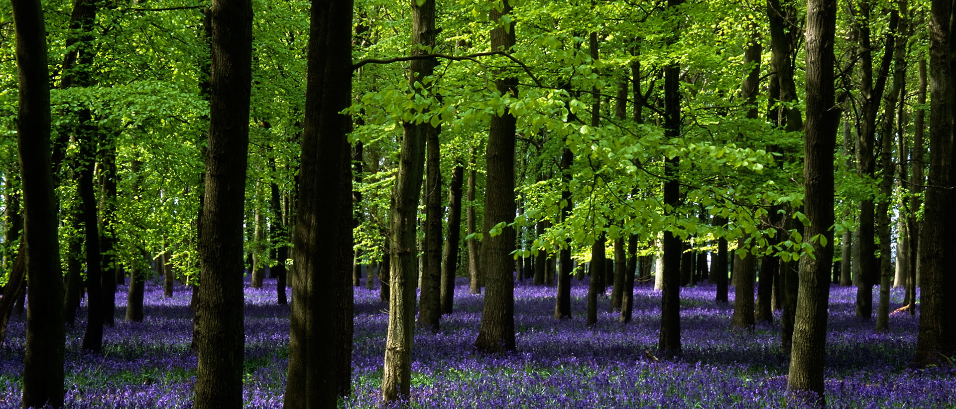 forest photograph, ashridge park, hertfordshire