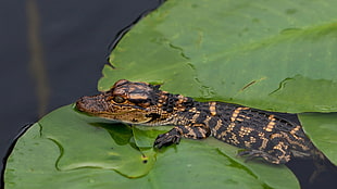 alligator on lily leaf