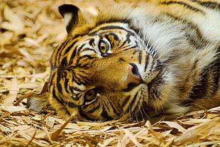 tiger lying on dried leaves HD wallpaper