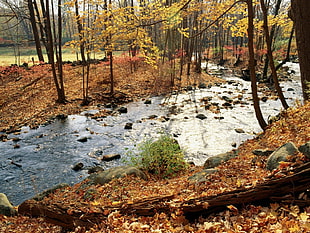 river between of dried leaves HD wallpaper