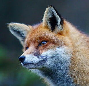 selective focus photography of Fox