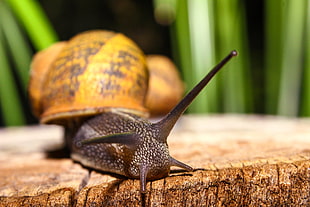 brown snail, Snail, Shell, Antennae HD wallpaper