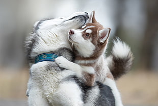 white and black short-fur cat, dog, animals, Siberian Husky 