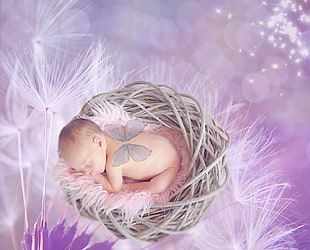 baby sleeping on wicker brown nest with white dandelion background