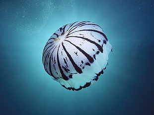 shallow focus of black and white Jelly fish
