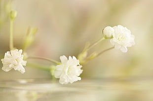 white flowers closeup photography