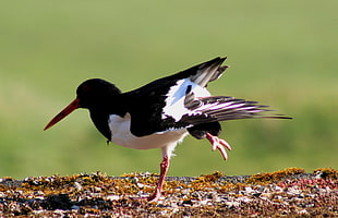 black and white bird photo during day time, oyster catcher