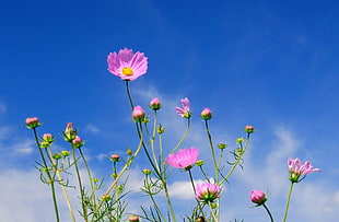 pink petaled flowers under blue skies