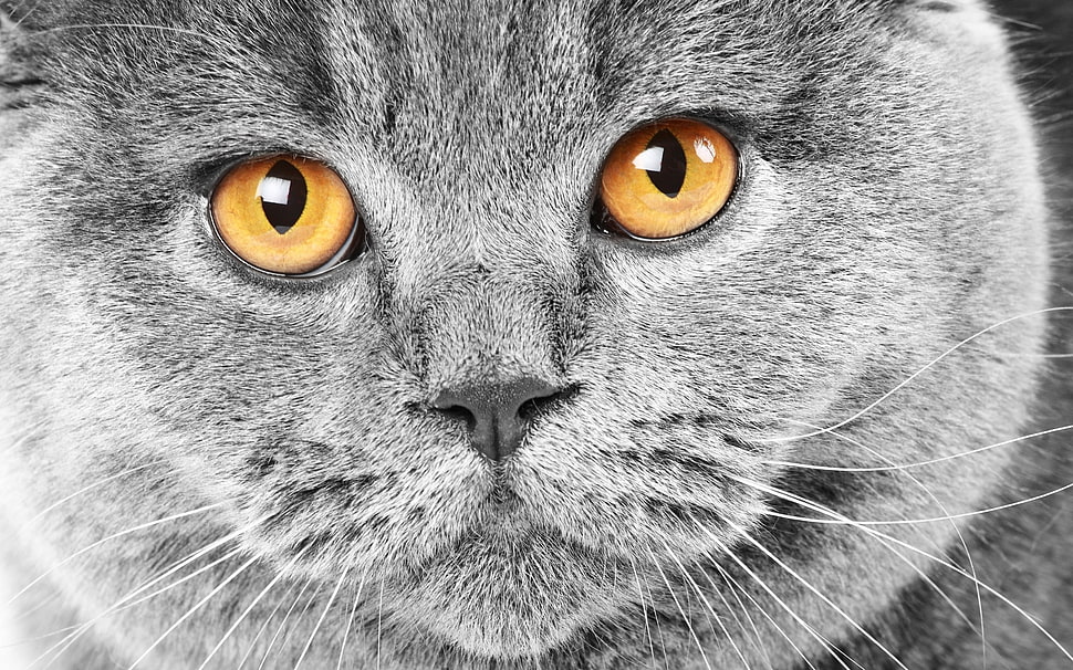 Bombay cat HD wallpaper