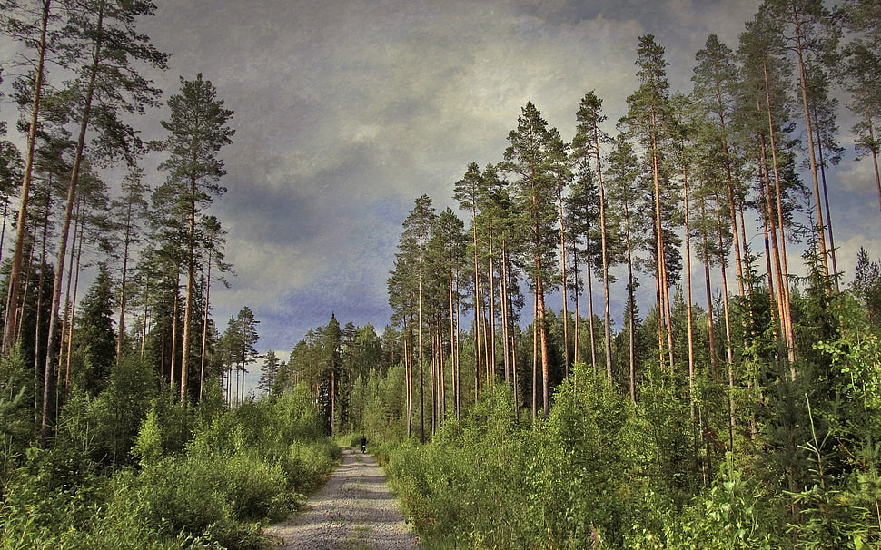 green trees during daytime HD wallpaper