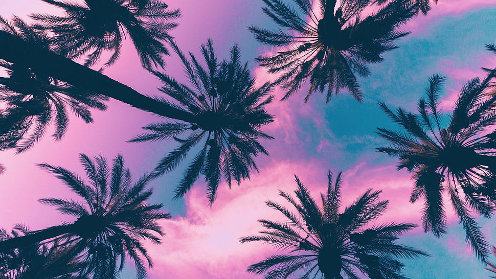 coconut plant, palm trees, sky, clouds HD wallpaper