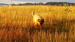 brown dog on wheat field HD wallpaper