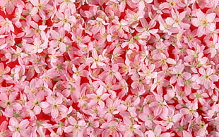 pink petaled flowers lot HD wallpaper