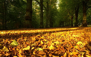 bottom view shot of dried leaves fallen on ground HD wallpaper
