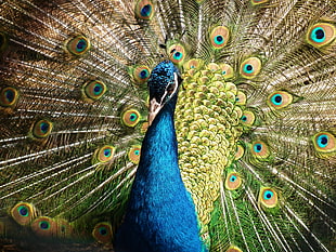close up photography of blue and green peacock