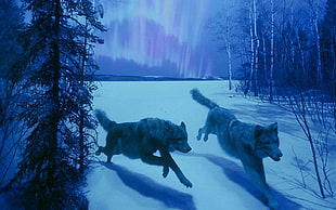 two wolves screengrab, animals, wolf HD wallpaper