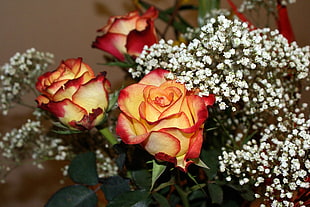 three red-and-yellow roses