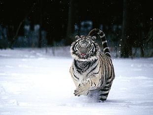 gray and black tiger, tiger, animals, white tigers HD wallpaper