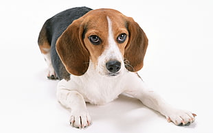 adult tricolor Beagle HD wallpaper