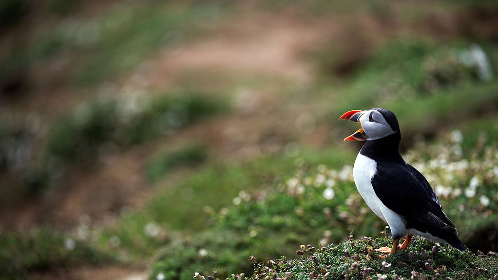 Puffin standing near green grass taking picture during daytime HD wallpaper