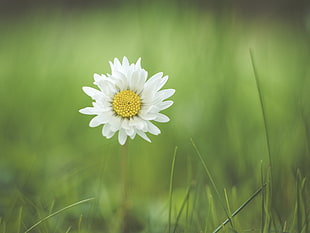 white daisy HD wallpaper