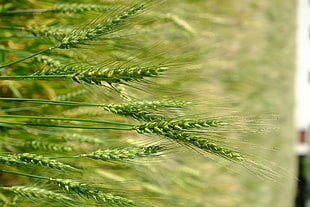 green grasses surface HD wallpaper