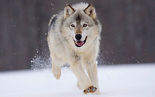 white and black wolf, wolf HD wallpaper
