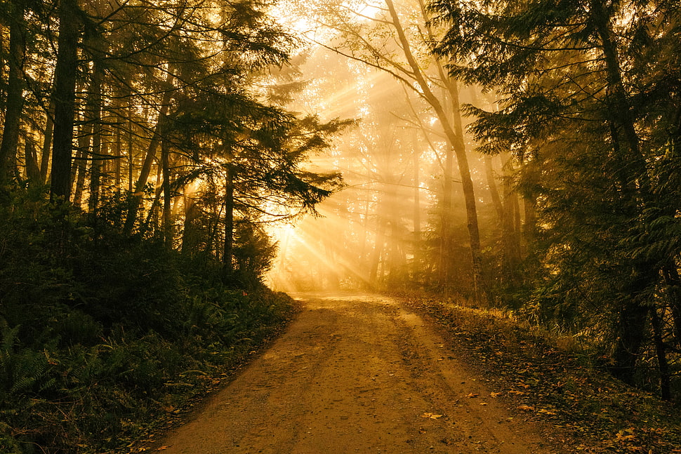 green leaf trees near empty road HD wallpaper