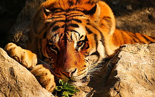 close-up photography of Tiger