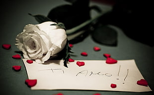 Rose,  Note,  Hearts,  Romance HD wallpaper