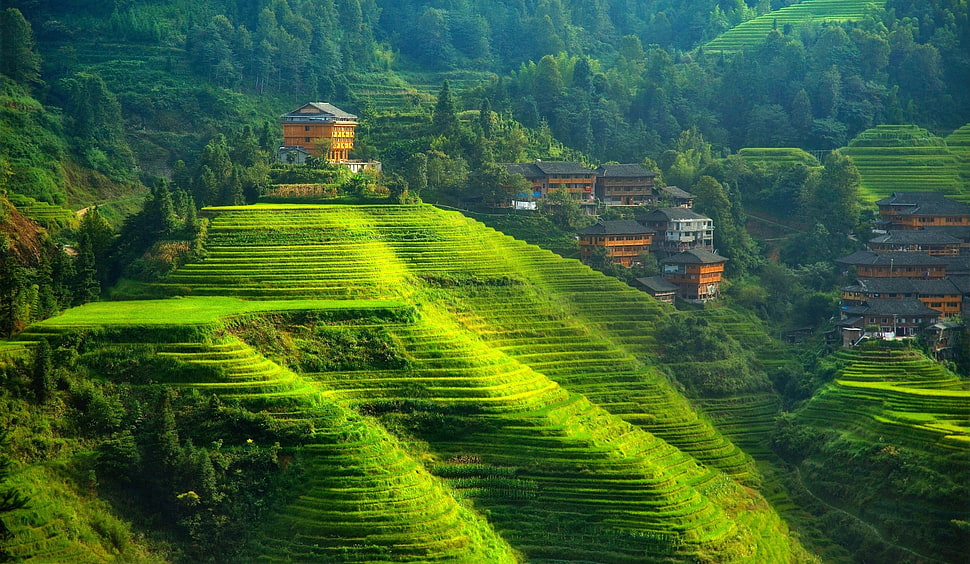 Banaue Rice Terraces. Ifugao, terraced field, landscape, hills, China HD wallpaper