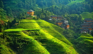 Banaue Rice Terraces. Ifugao, terraced field, landscape, hills, China
